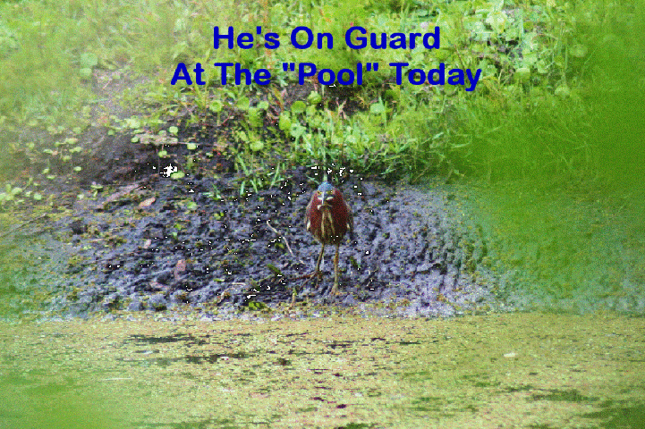 ElR_bird_guard (2) (Small).gif